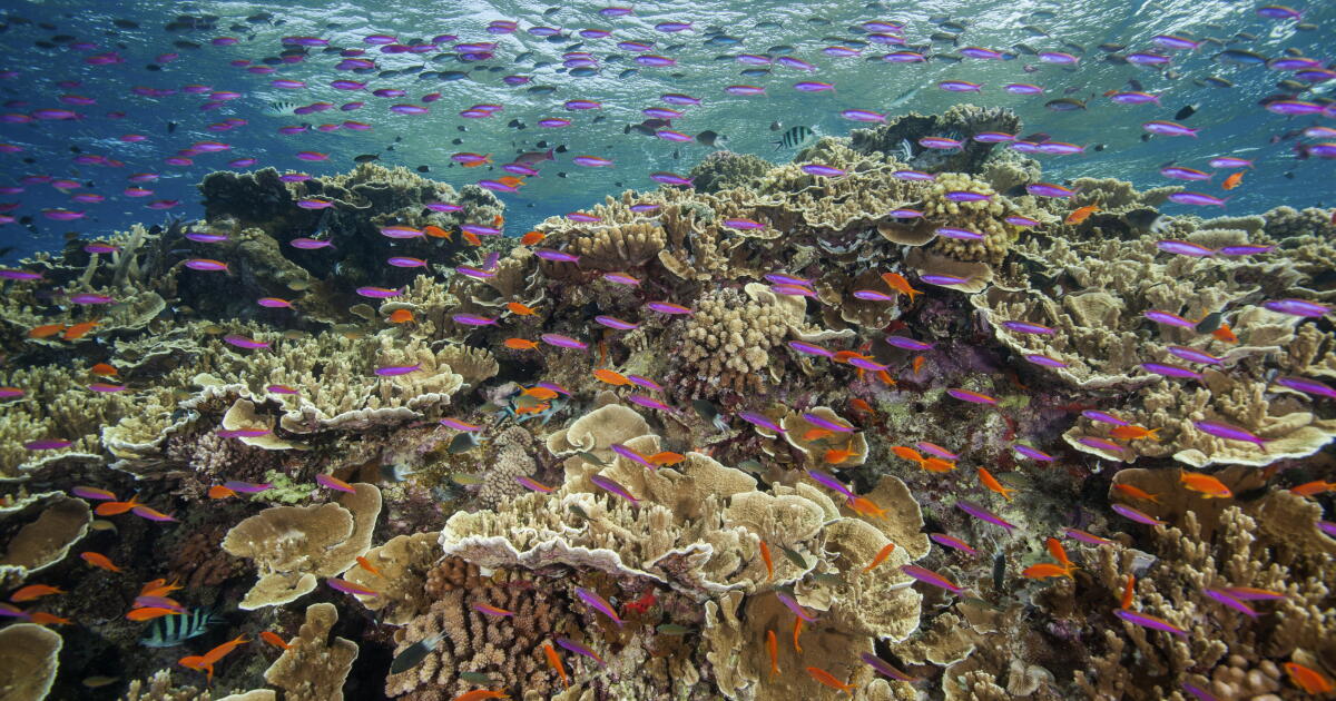 Contributor: The Great Barrier Reef refuses to die on schedule