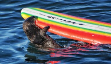 Otter madness: An adorable creature shows its dark side