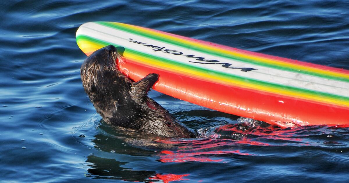 Otter madness: An adorable creature shows its dark side