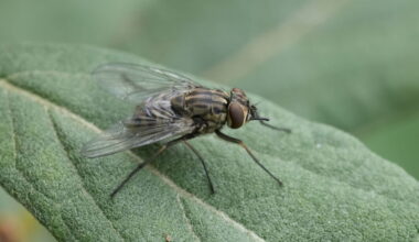 Have you been swarmed by biting flies? Why they're 'no joke'