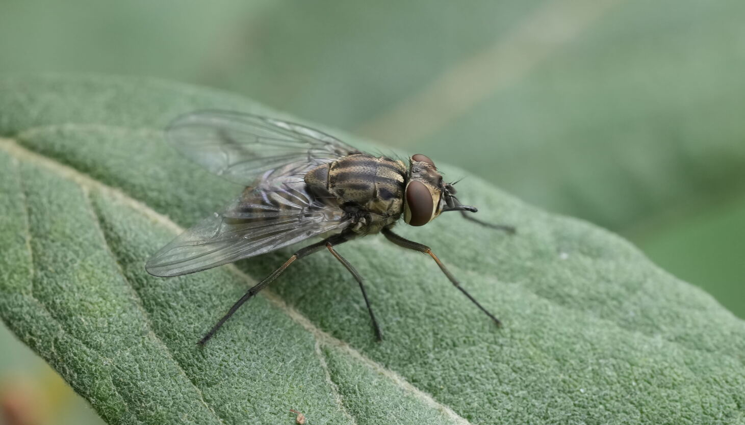Have you been swarmed by biting flies? Why they're 'no joke'