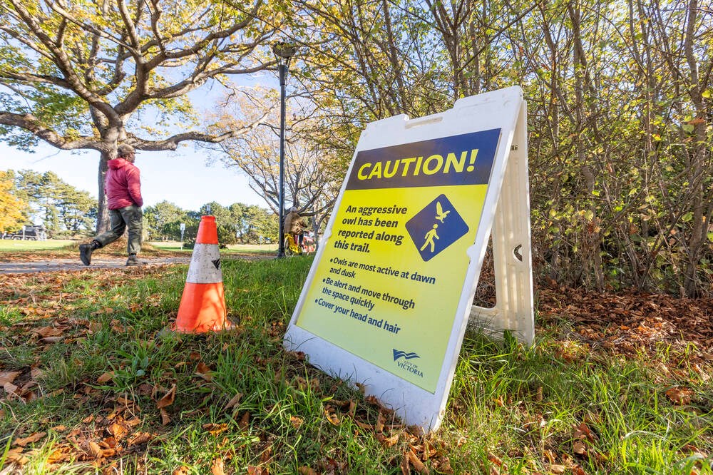 City warns of aggressive owl on Dallas Road