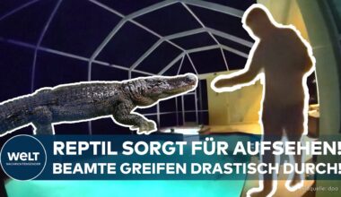 POOLPARTY ESKALIERT: Alligator geht planschen und sorgt für nächtlichen Polizei-Einsatz in Florida!
