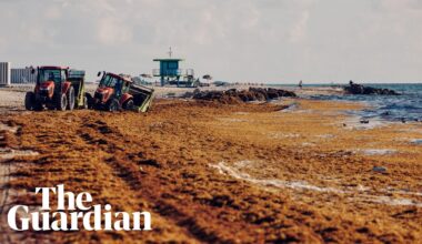 33m tons of toxic seaweed clogs Caribbean beaches