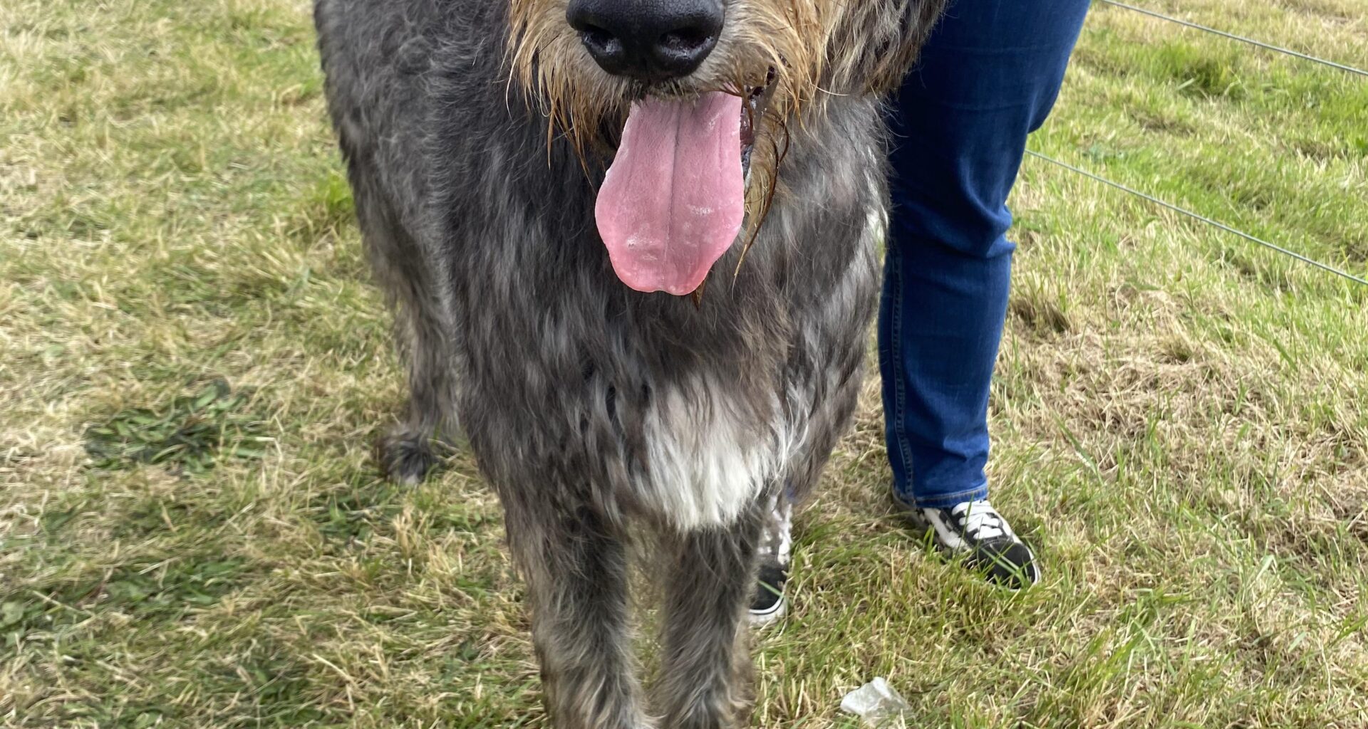 I met this Irish Wolfhound earlier. They are the loveliest dogs. Wonderful animals.