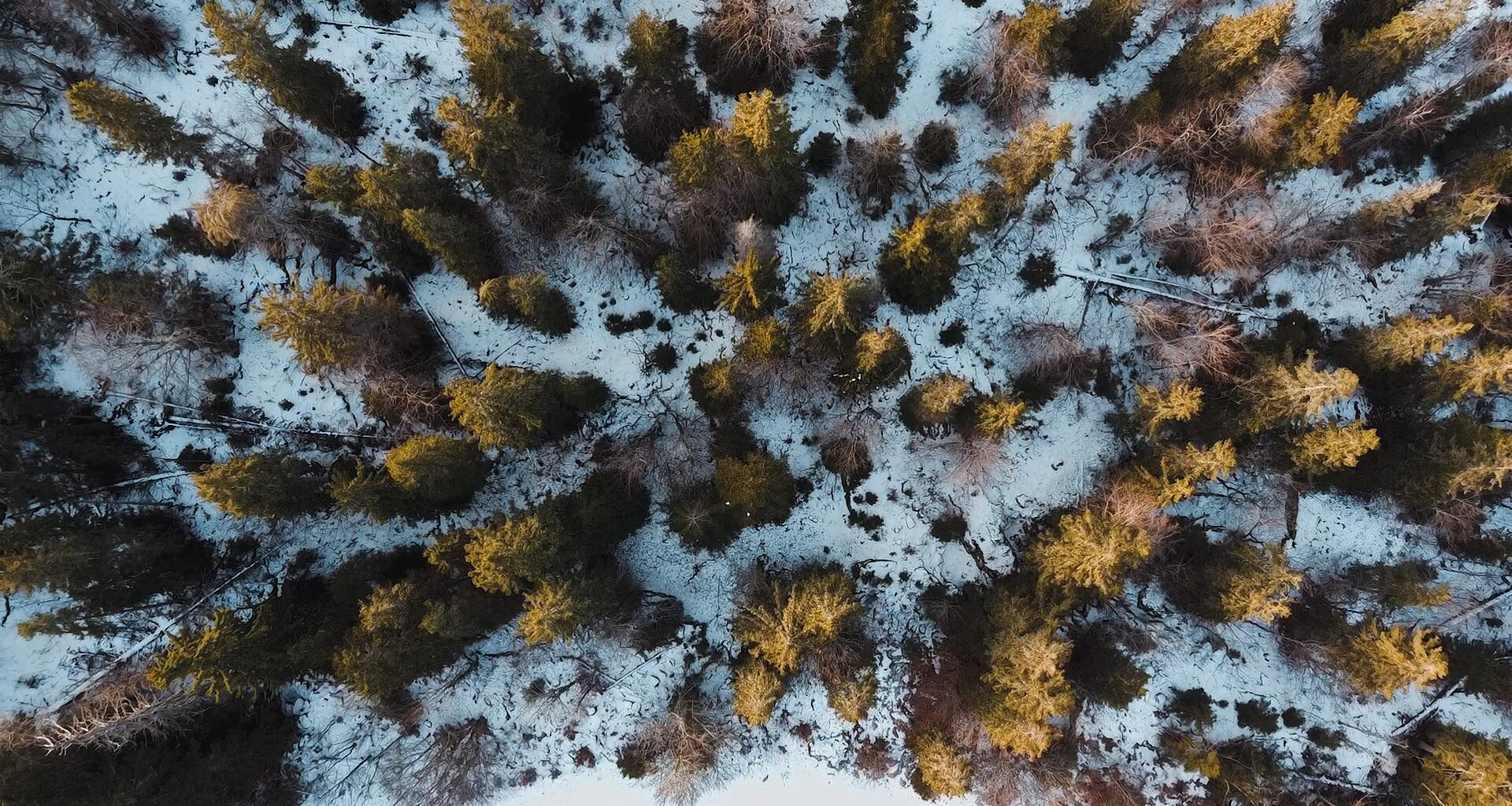 Alpine Forest (video in comments)