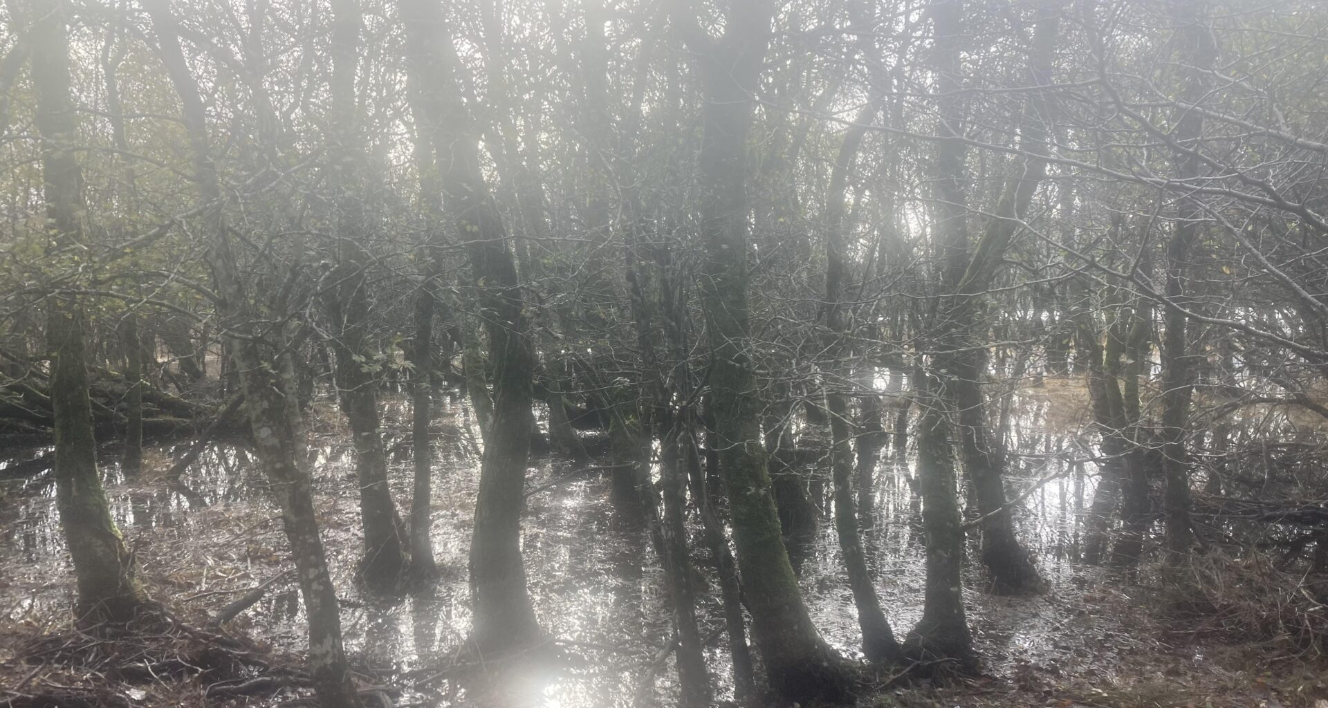 Flooded woodland on the shores of Lough Leane, Killarney National Park, Ireland - Taken 3 days ago.