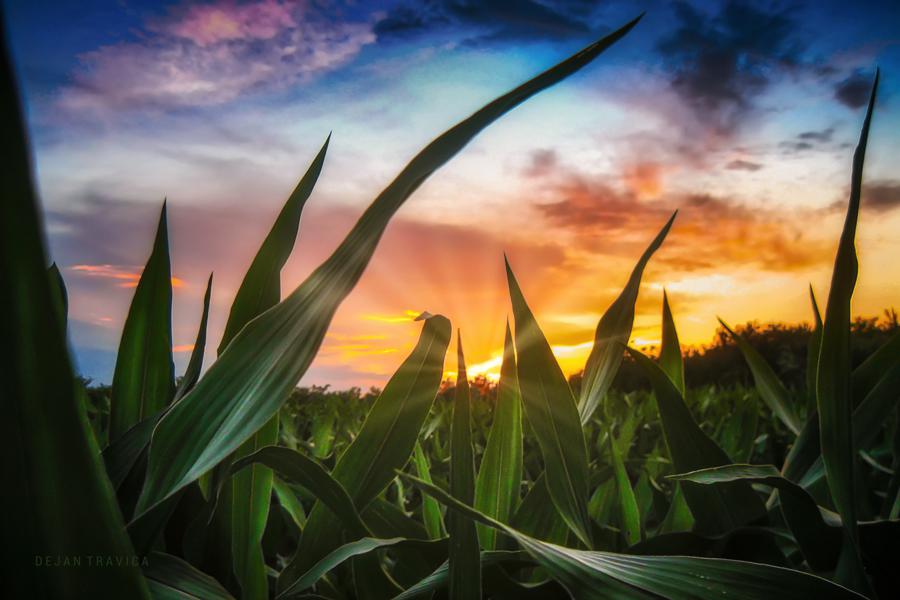 A view through the corn field at sunset. Sumadija, Serbia