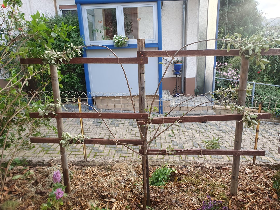 Kleines Update zum Kirschlorbeer