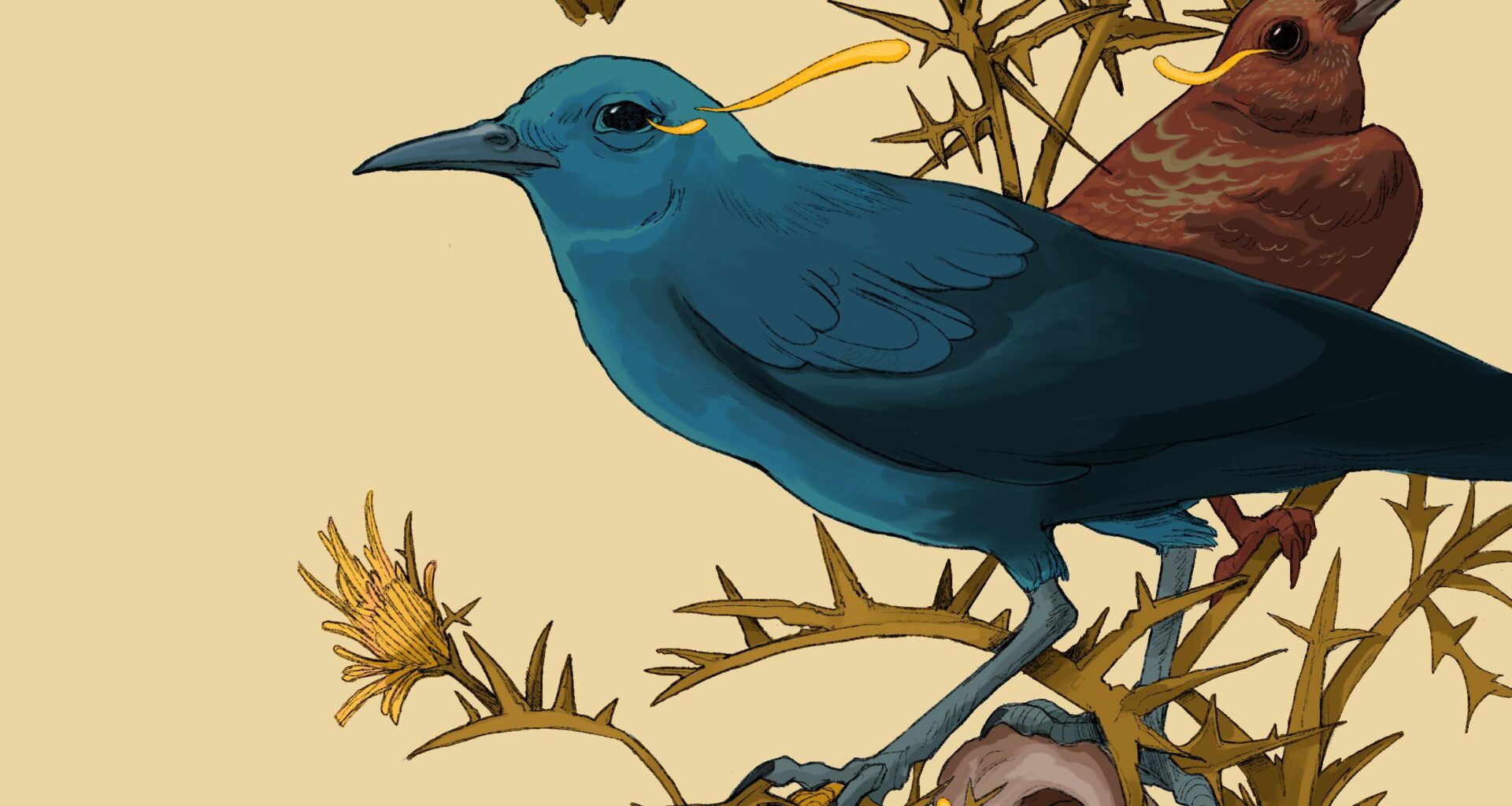 Some sad blue rock thrushes (Merill) amongst some wooly carthamus (xewk ta’ kristu) - an illustration for public use