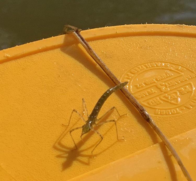 Wen habe ich da am am Fluss entdeckt?