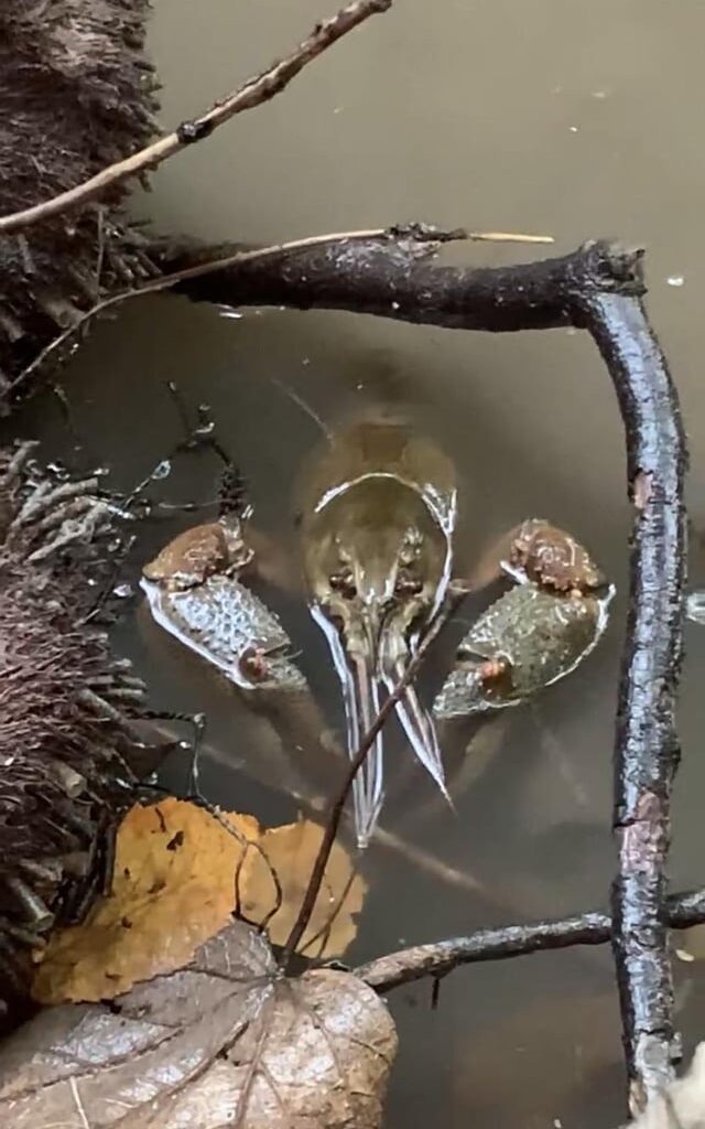 Kann jemand diesen Flusskrebs bestimmen ? Das Bild ist von 2020 habe mir damals nicht viel bei gedacht, aber es wurde nun hier der bedrohte edelkrebs astacus astacus entdeckt und ich frage mich ob dieser Kollege auch einer davon ist ?