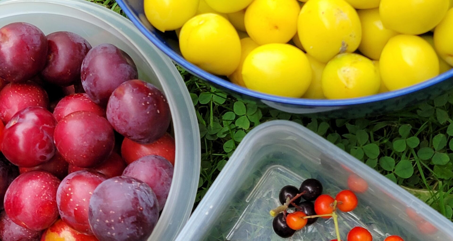 Berry picking in Denmark