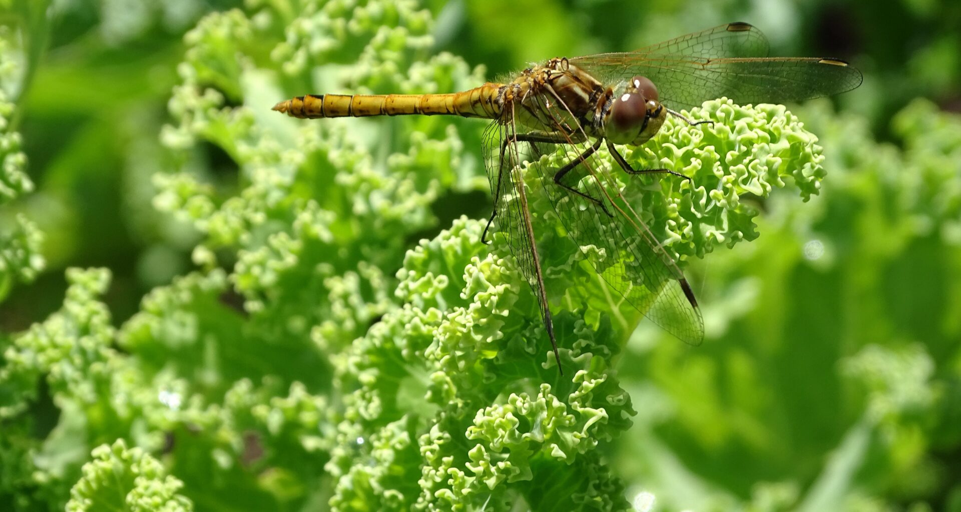 Welche Libellenart sonnt sich hier in unserem Garten?