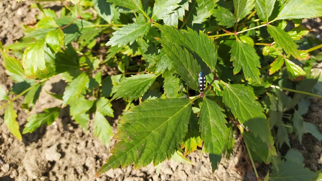 Was ist das denn für ein Kerlchen?