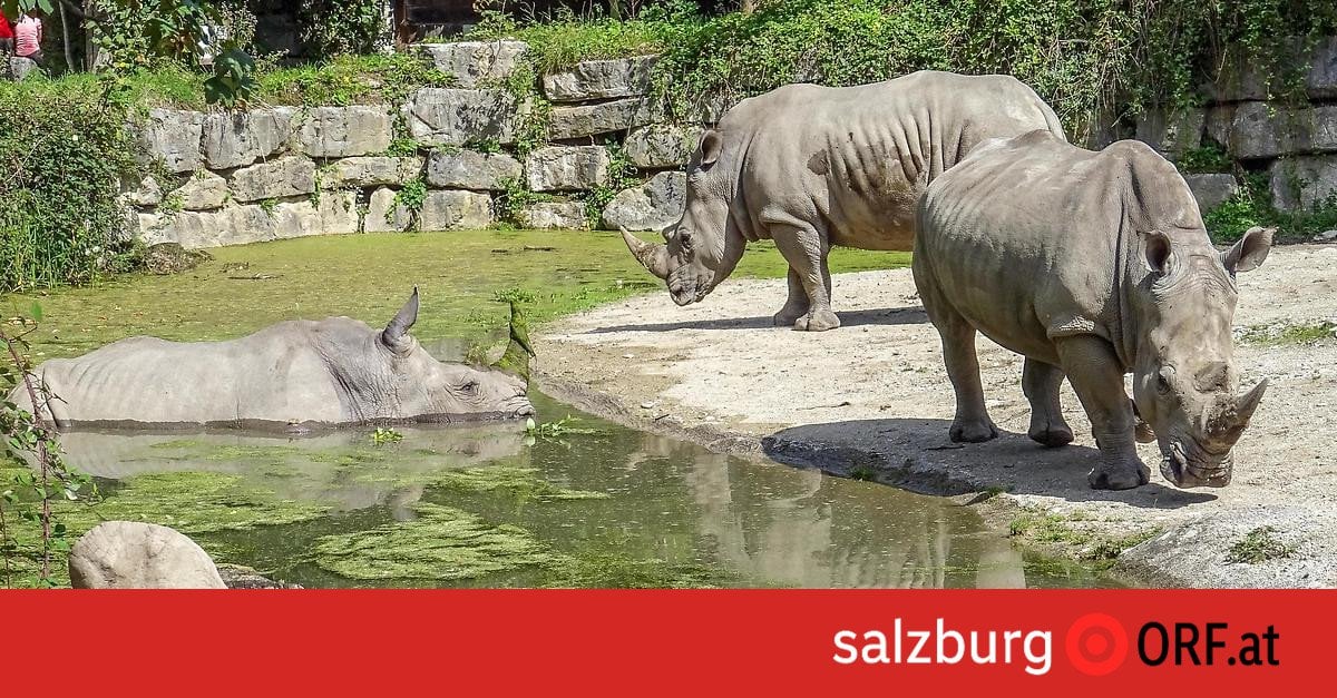 Nashorn tötet Frau in Hellbrunn