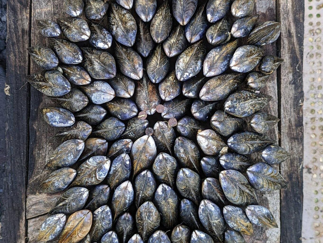 Terrée de moules