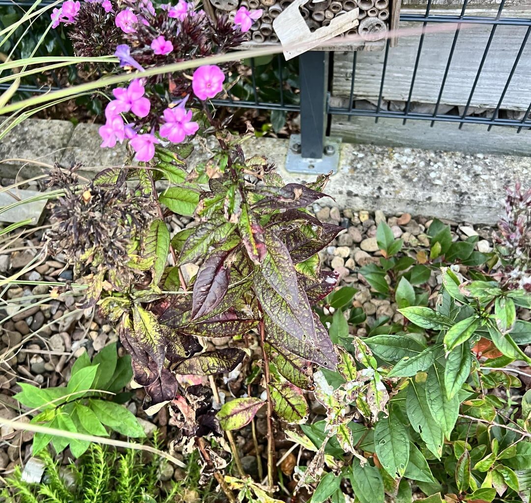 Was hat mein Schmetterlings Flieder?