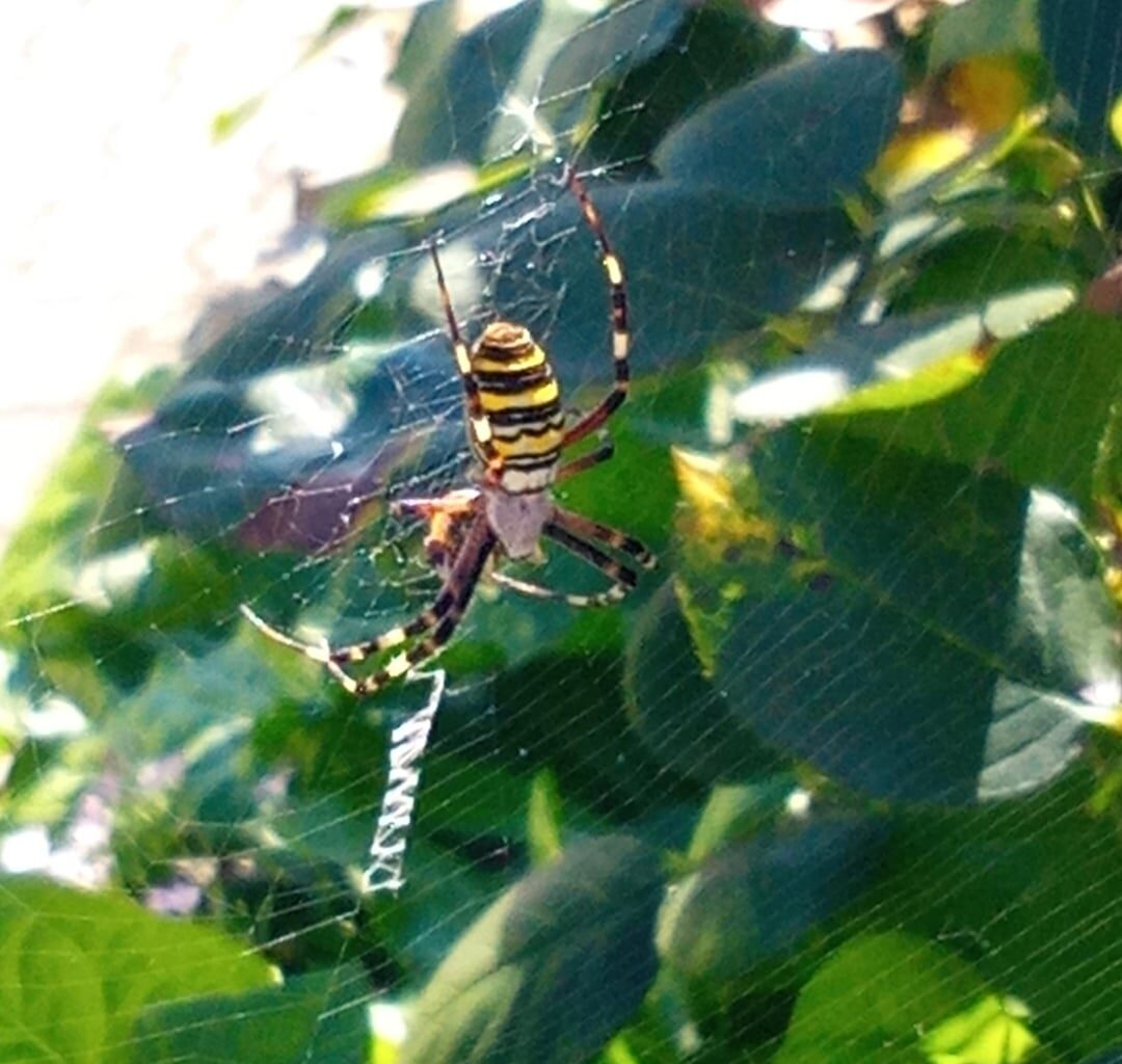 Wespenspinne