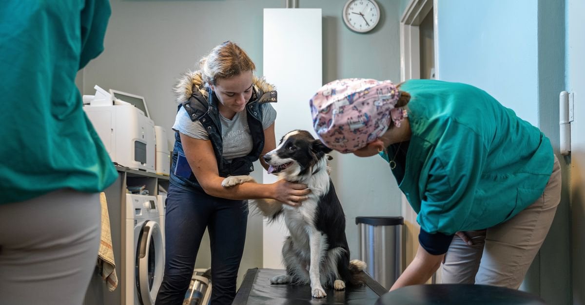 Een prikje voor de hond? Dat is dan 846 euro. Hoe de zorg voor je huisdier véél duurder is geworden