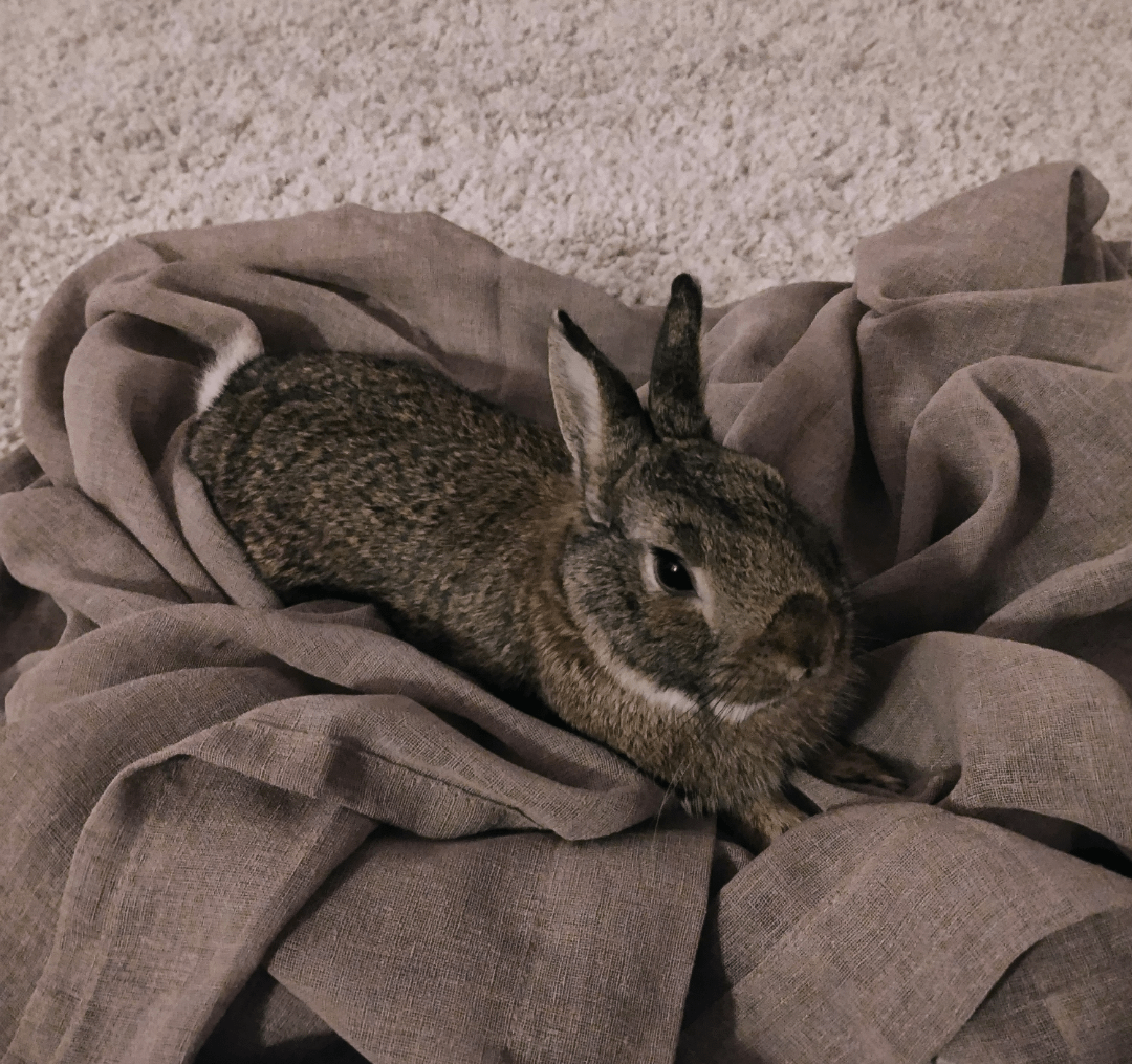 Rabbit needs a new home (Bergen)