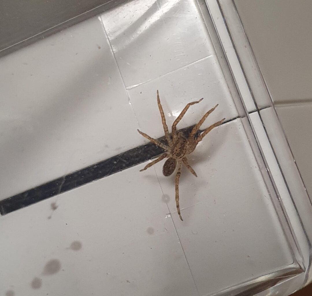 Ist das eine junge Nosferatu?