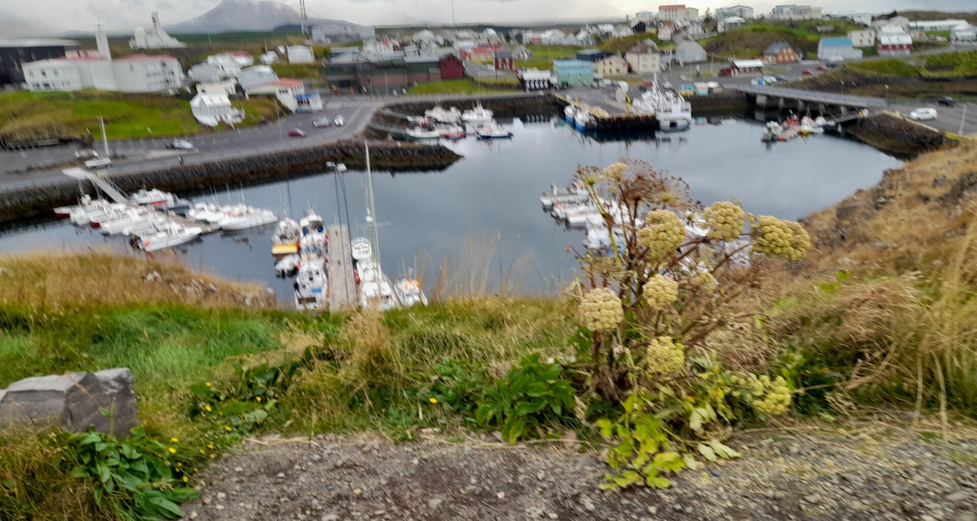 Whole stykkisholmur