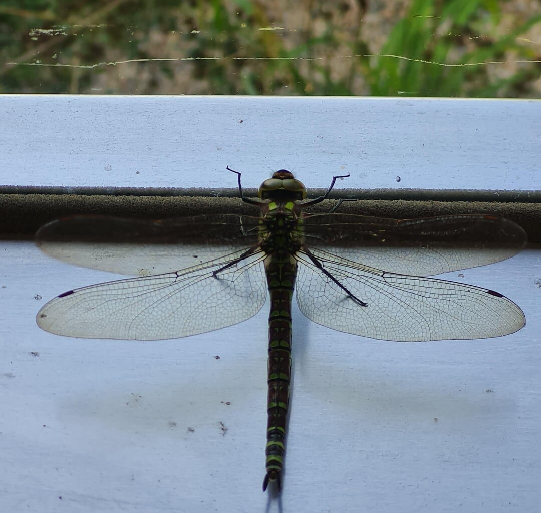 Blaugrüne Mosaikjungfer