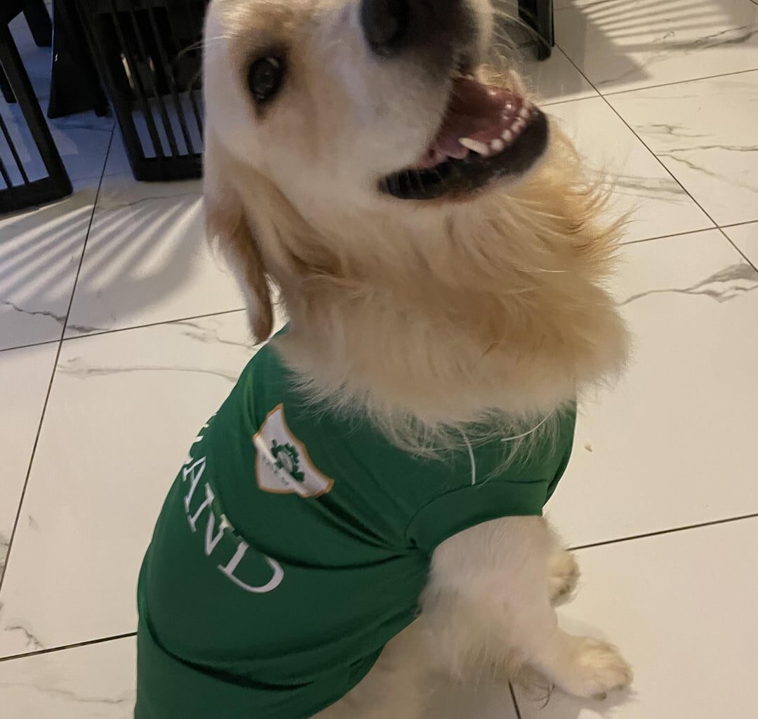 #COYBIG 🇮🇪🏉