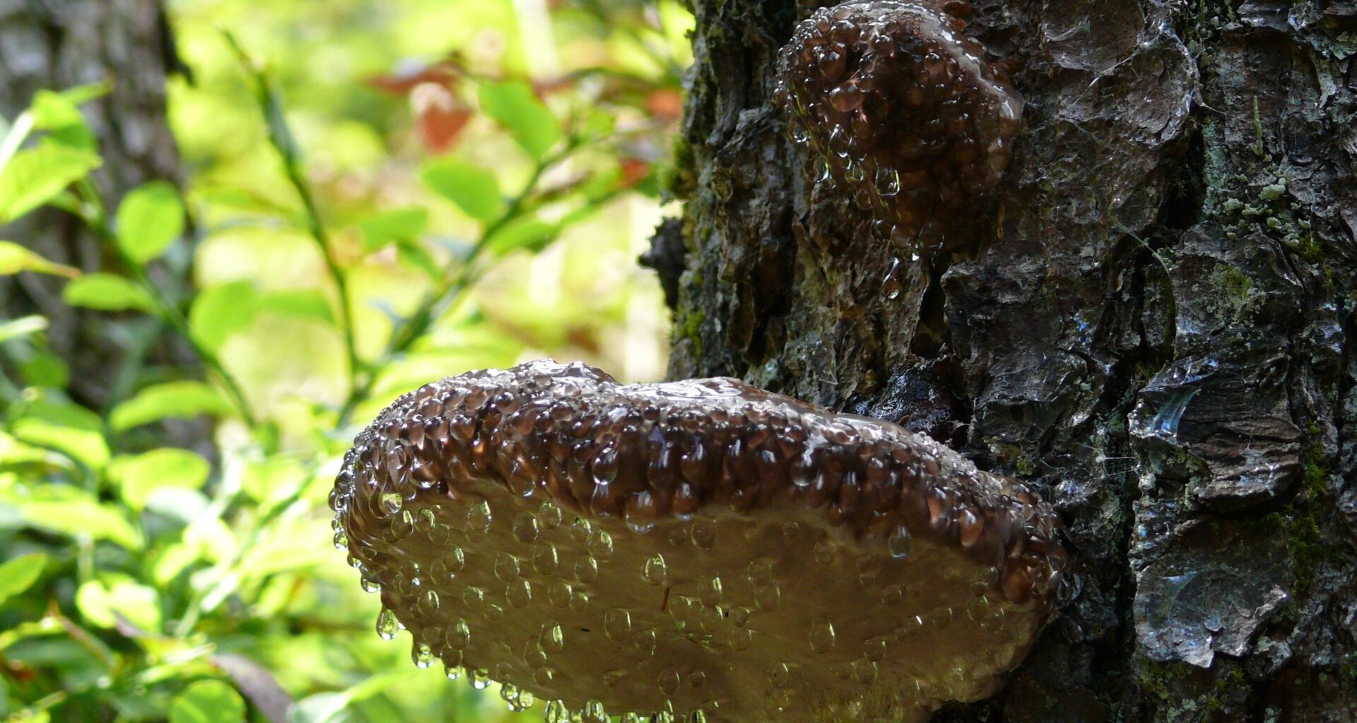 Was für ein Baumpilz ist das und warum ist der so nass?