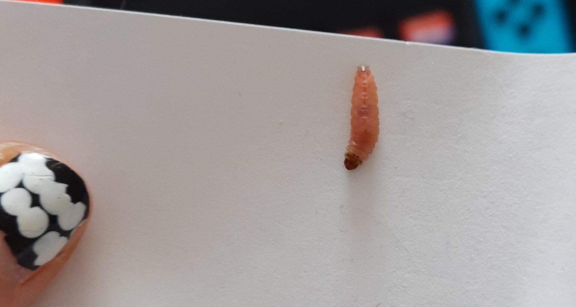 Was hat sich da bei uns versteckt?