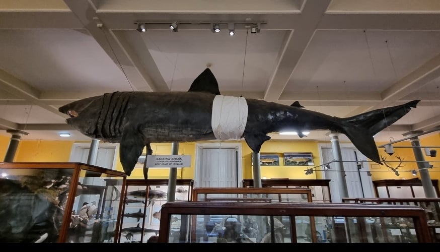 Sharting ..🦈 Dead Zoo Dublin