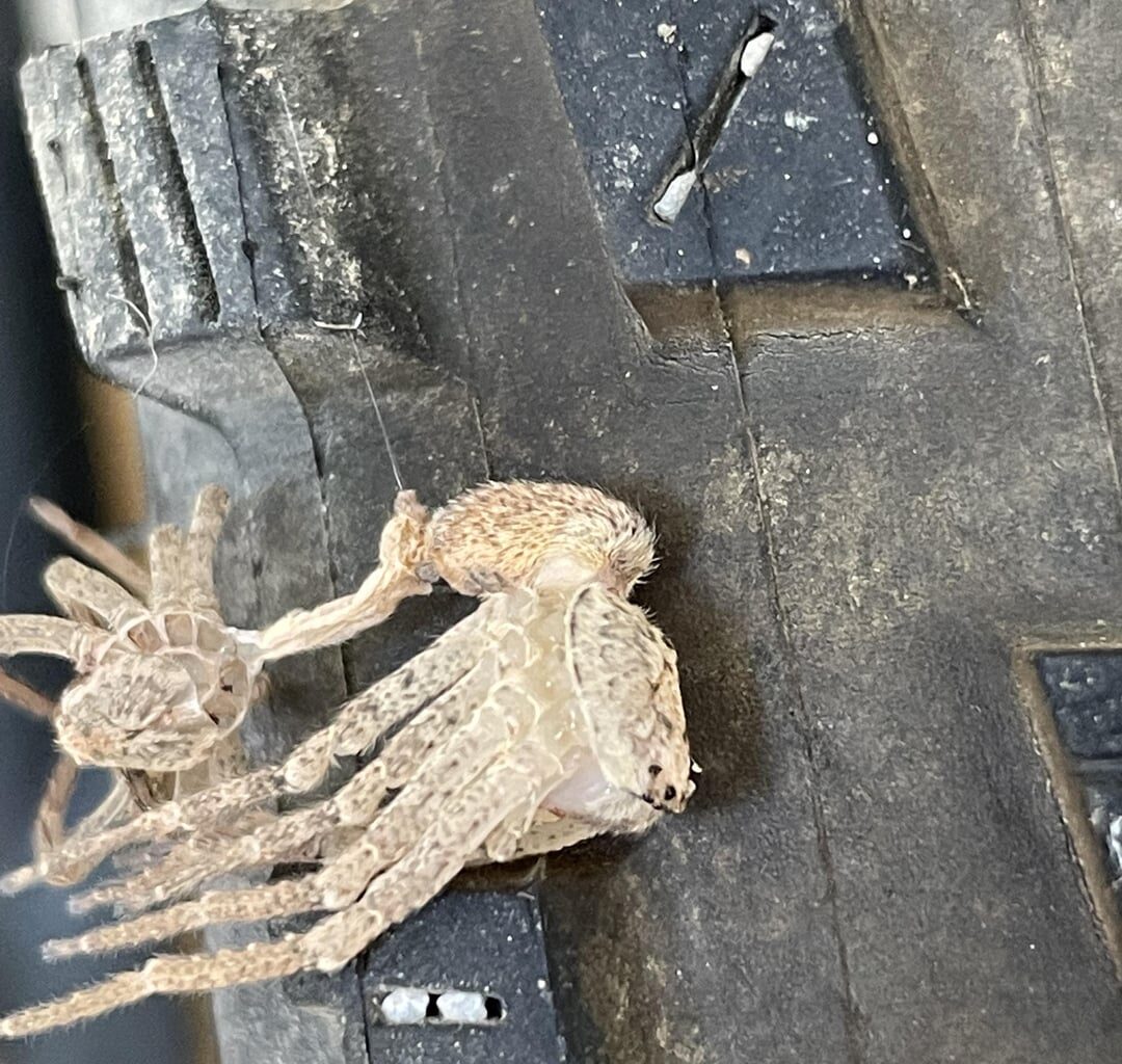 Eine frisch gehäutete Nosferatu-Spinne