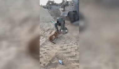 Israeli soldier takes care of dog abandoned in Gaza