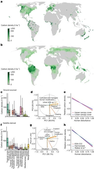 Nature study shows trees are massive carbon sink (but not enough to stop climate change)