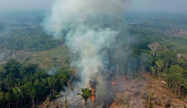Amazonie : quatre banques françaises poursuivies en justice pour leur soutien à la déforestation illégale