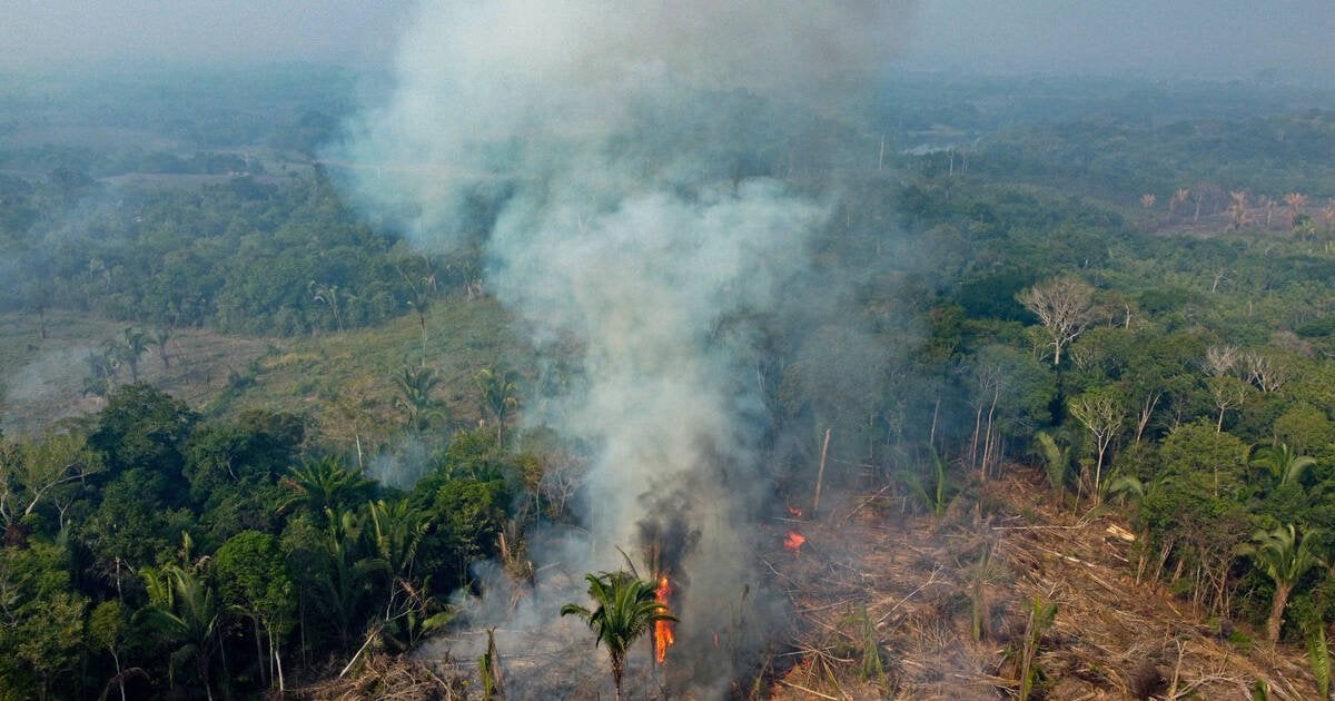 Amazonie : quatre banques françaises poursuivies en justice pour leur soutien à la déforestation illégale