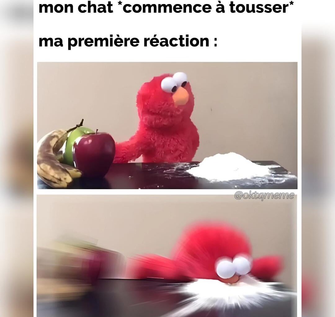 Chat alors