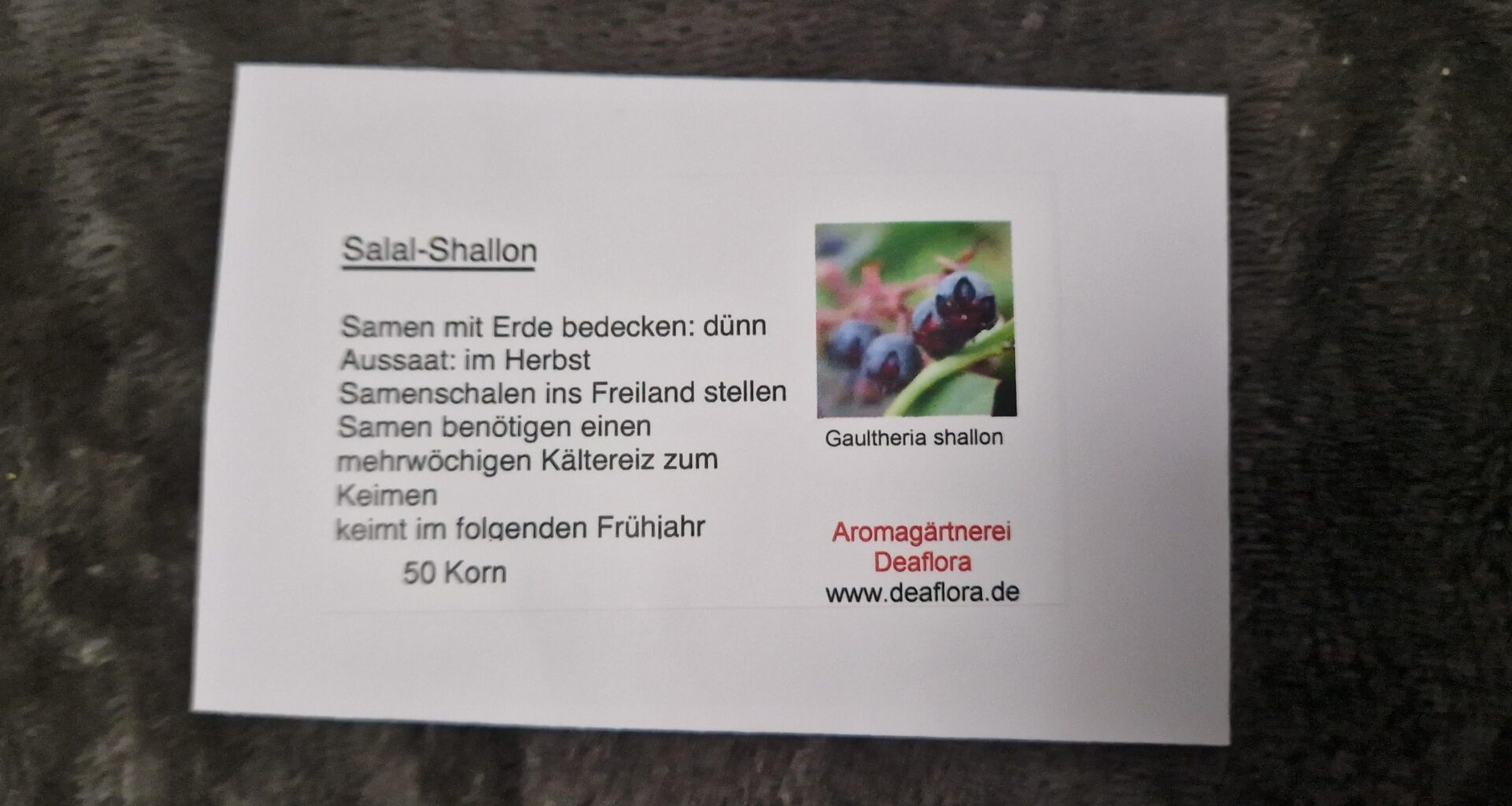 Salal Shallon aussähen?