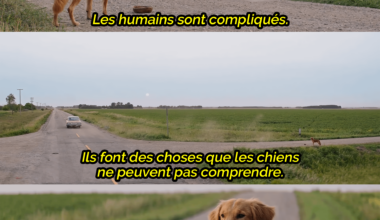 vous êtes bizarres les bourguignons