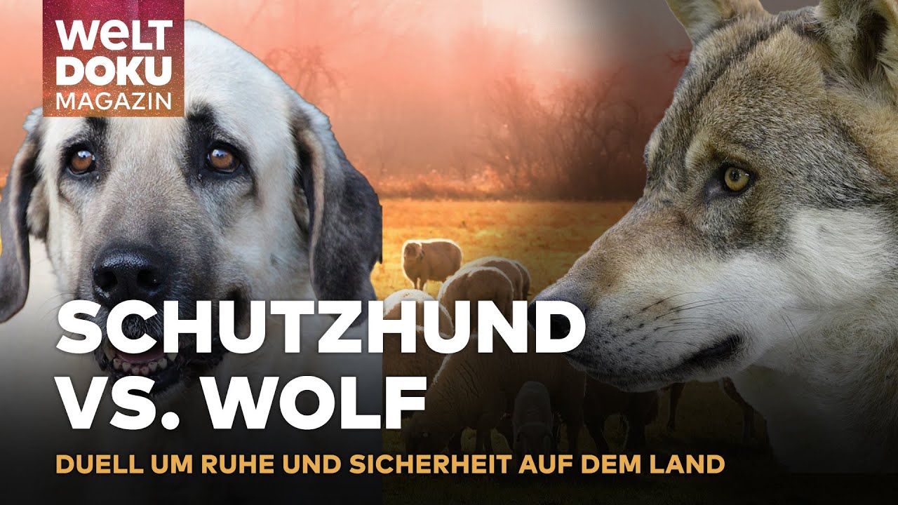 HERDENSCHUTZ-KONFLIKT: Wolfschutz vs. Lärmschutz auf ländlichem Hof sorgt für Unruhe | WELT Magazin