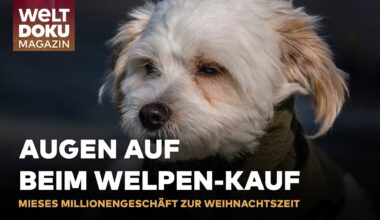 WEIHNHACHTSWUNDER: Tierschützer retten zwei Malteserwelpen vor illegalem Handel | WELT DOKU Magazin