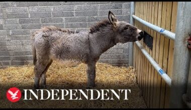 Four donkey foals born after abandoned mares thrive in sanctuary home