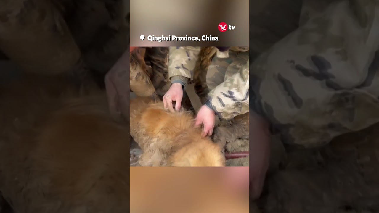 Dog rescued after 30+ hours under rubble #shorts