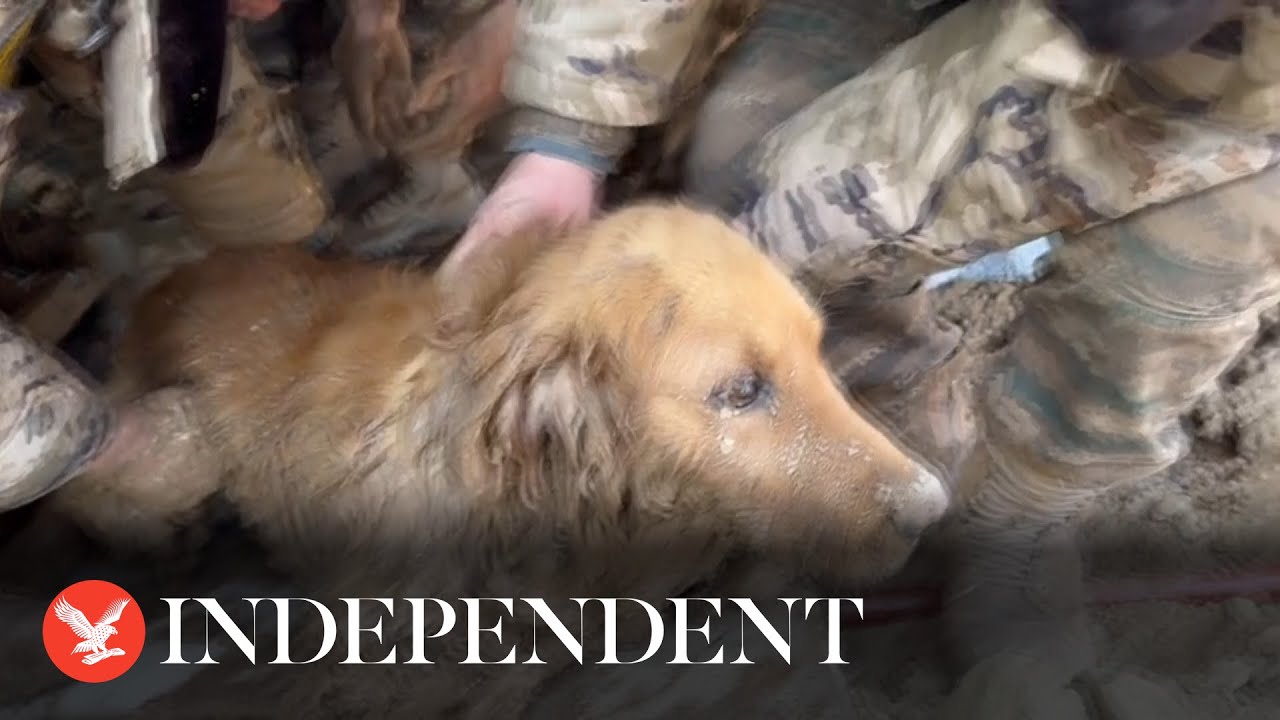 Dog rescued after more than 30 hours trapped under earthquake rubble in China
