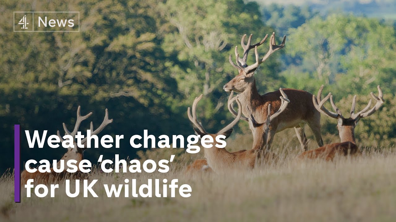 Wild environment: hotter planet causing ‘chaos’ to UK wildlife