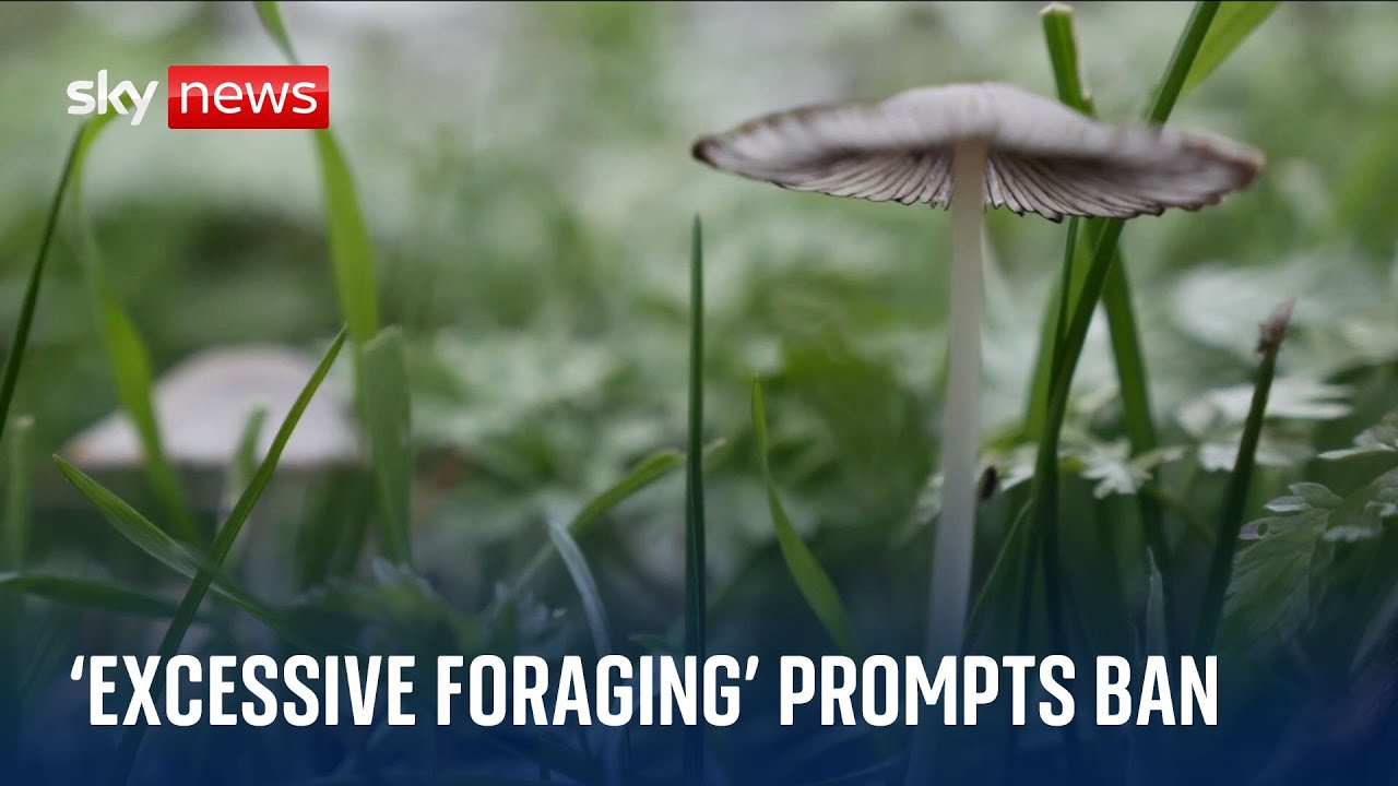 'Excessive' foraging prompts ban in Nottingham park