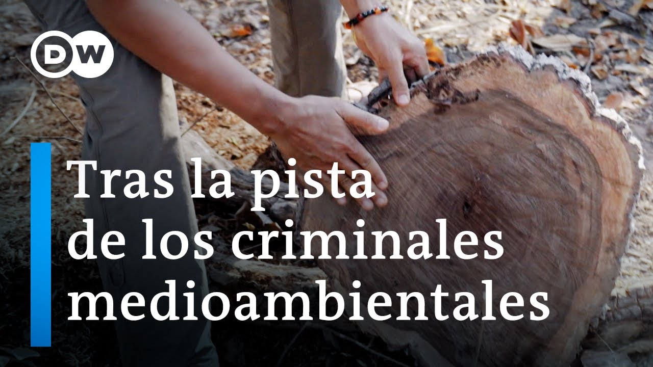 Asesinar por madera: el brutal negocio de la mafia maderera | DW Documental