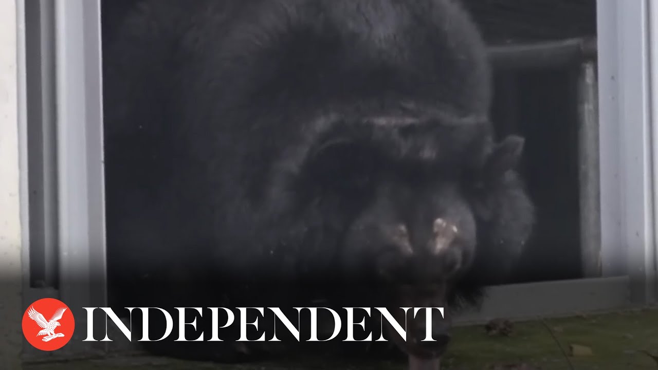 Bear who spent life in 'inhumane and unhygienic' cage enjoys outdoors for first time