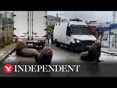 Sea lions stroll on street during Chile fishermen protest